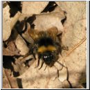 Bombus pratorum - Wiesenhummel 02.jpg